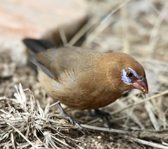 Granatina ianthinogaster