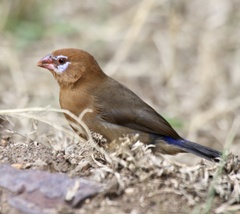 Granatina ianthinogaster