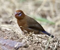 Granatina ianthinogaster