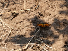 Byblia anvatara acheloia