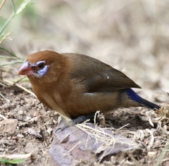 Granatina ianthinogaster