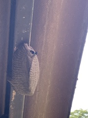 Synoeca septentrionalis