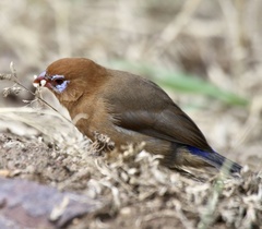 Granatina ianthinogaster