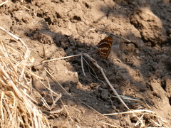 Byblia anvatara acheloia