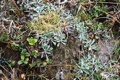 Antennaria dioica