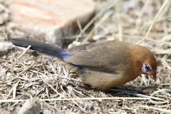Granatina ianthinogaster