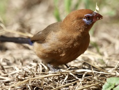 Granatina ianthinogaster
