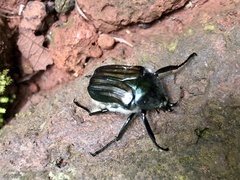 Ischnoscelis hoepfneri