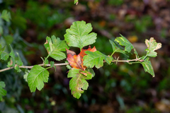 Crataegus × media