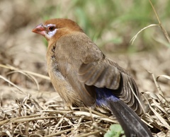 Granatina ianthinogaster
