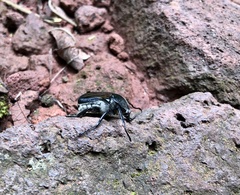 Ischnoscelis hoepfneri
