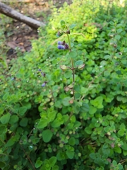 Scutellaria havanensis