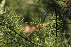 Acacia rupicola