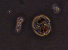 Cosmarium