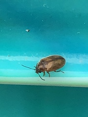 Contacyphon variabilis