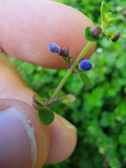 Scutellaria havanensis
