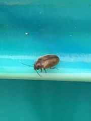 Contacyphon variabilis