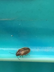 Contacyphon variabilis