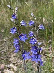 Thelymitra × truncata