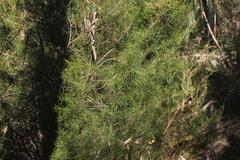 Acacia rupicola