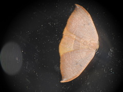 Watsonalla uncinula