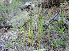 Habenaria clypeata