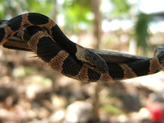 Leptodeira frenata