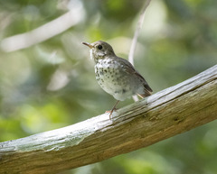 Catharus ustulatus