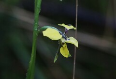 Diuris abbreviata