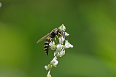 Microbembex monodonta
