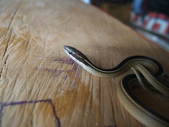 Coniophanes schmidti