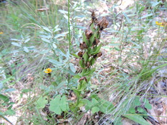 Habenaria clypeata