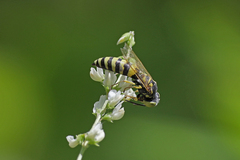 Microbembex monodonta