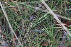 Diuris abbreviata