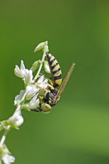 Microbembex monodonta