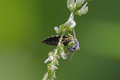 Microbembex monodonta