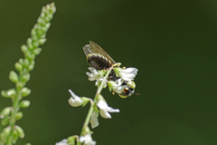 Microbembex monodonta