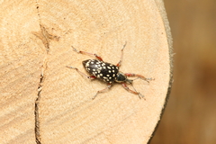 Naupactini