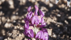 Astragalus palmeri