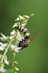 Microbembex monodonta