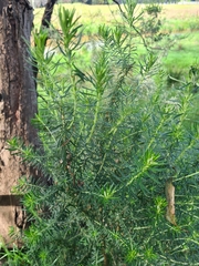 Ozothamnus diosmifolius