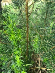 Ozothamnus diosmifolius