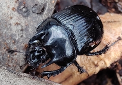Typhaeus typhoeus