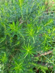 Ozothamnus diosmifolius