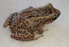 Eleutherodactylus rogersi