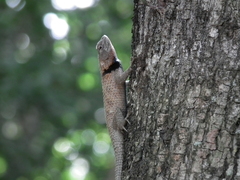 Sceloporus lundelli