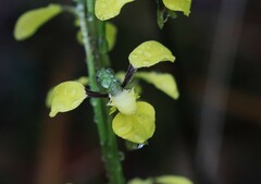 Diuris abbreviata