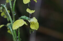 Diuris abbreviata