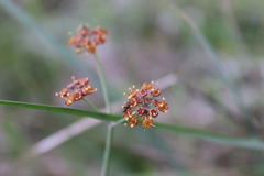 Bupleurum