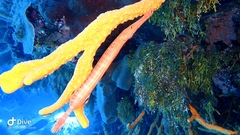 Aulostomus maculatus